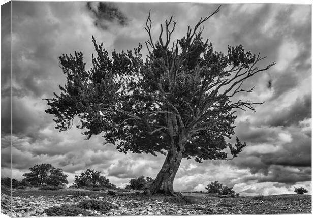 Photography with a dying tree in black and white Canvas Print by Vicen Photo