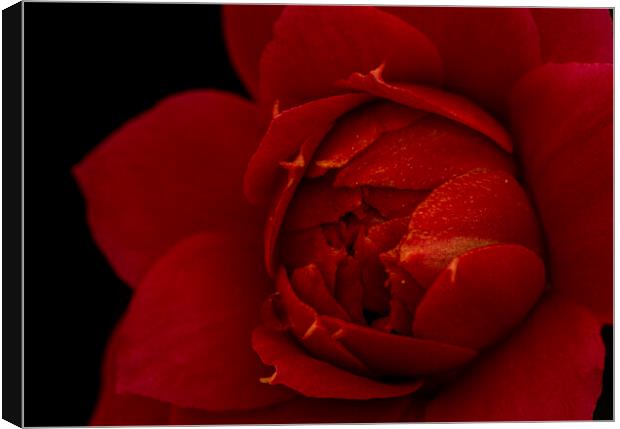 Macro photography of the red flower of the Kalanchoe Canvas Print by Vicen Photo