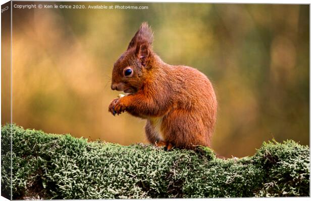 Red Squirrel foraging for food Canvas Print by Ken le Grice