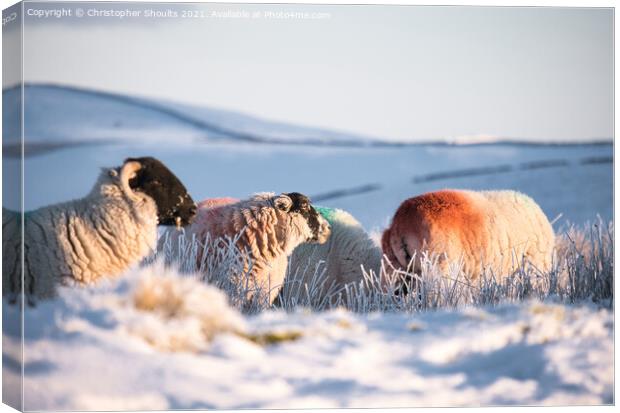 Sheep adding a bit of colour to the landscape  Canvas Print by Christopher Shoults