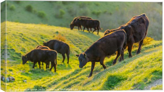 Herd of cows grazing on the South Downs Canvas Print by Geoff Smith