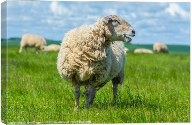 Woolly sheep on the South Downs Canvas Print by Geoff Smith