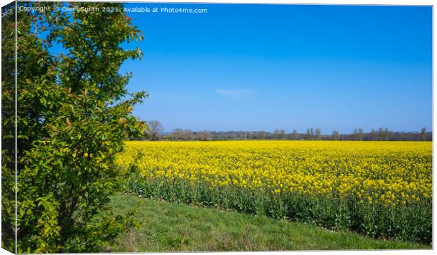 Oilseed Rape Field in Spring Canvas Print by Geoff Smith