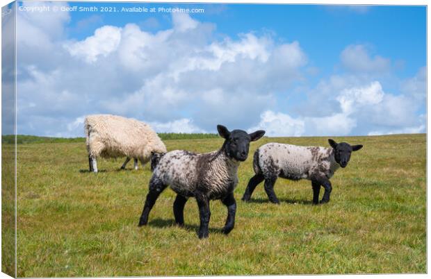 Pair of young Spring lambs Canvas Print by Geoff Smith