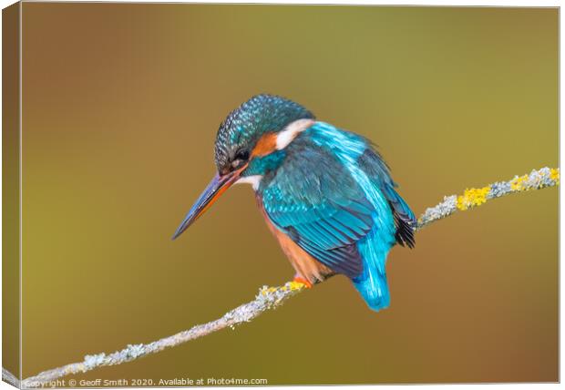 Kingfisher in Winter Canvas Print by Geoff Smith