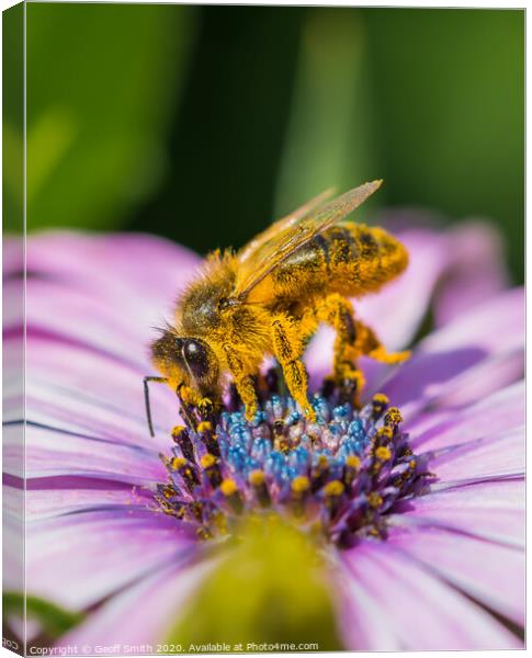 Honey Bee pollinating flowers Canvas Print by Geoff Smith