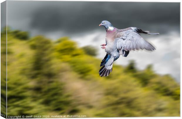 Dramatic Wood Pigeon Flying Canvas Print by Geoff Smith