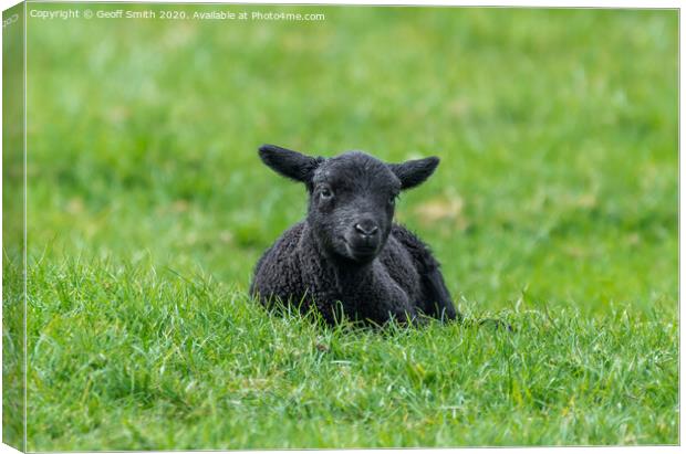Black lamb resting on grass Canvas Print by Geoff Smith