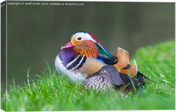 Mandarin Duck resting by water Canvas Print by Geoff Smith