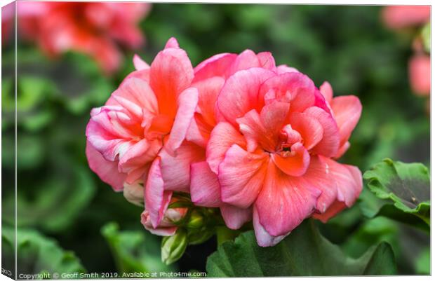 Pinkish red Zonal Geraniums Canvas Print by Geoff Smith