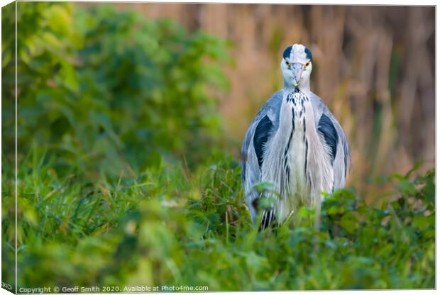 Grey Heron facing camera Canvas Print by Geoff Smith