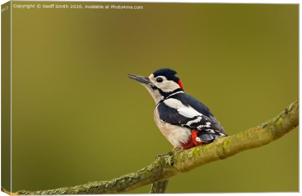 Great Spotted Woodpecker Canvas Print by Geoff Smith