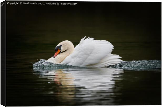 Swan on a Mission Canvas Print by Geoff Smith