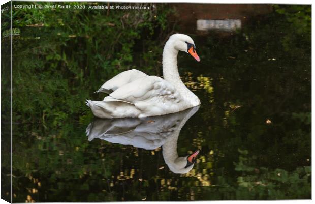 Swan Reflecting in Water Canvas Print by Geoff Smith