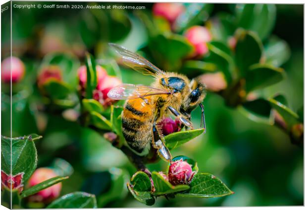 Honey Bee in Spring Canvas Print by Geoff Smith