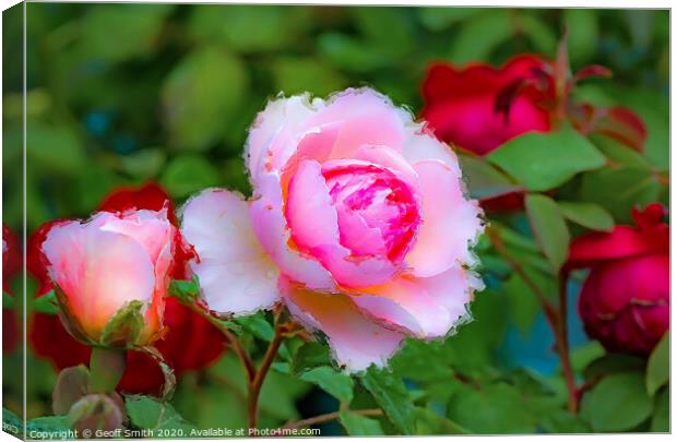 Pink Rose Painterly Canvas Print by Geoff Smith