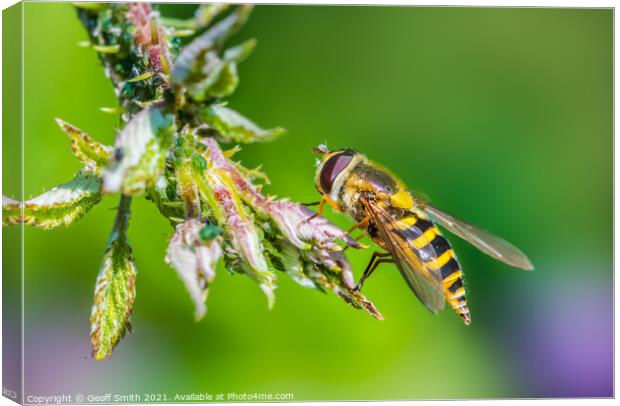 Hoverfly in Summer Canvas Print by Geoff Smith