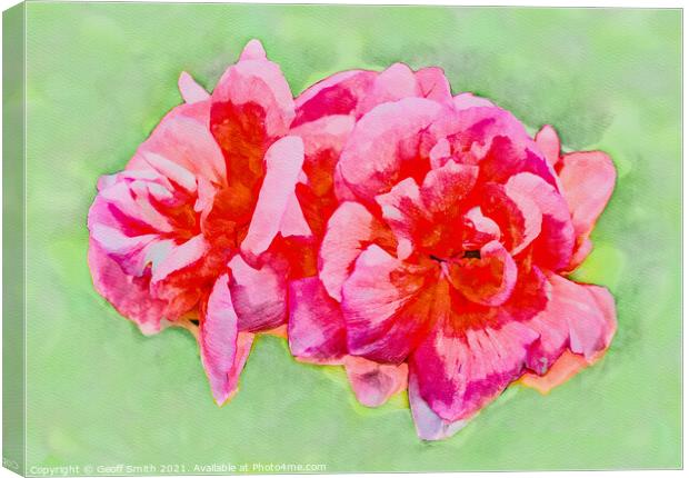 Pinky Red Zonal Geraniums Painterly Canvas Print by Geoff Smith