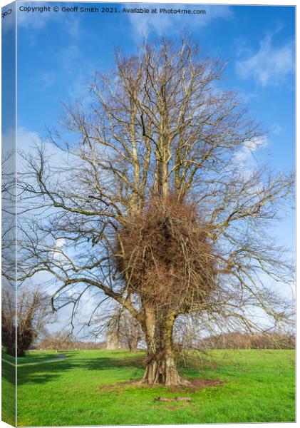 Leafless Winter Tree Canvas Print by Geoff Smith
