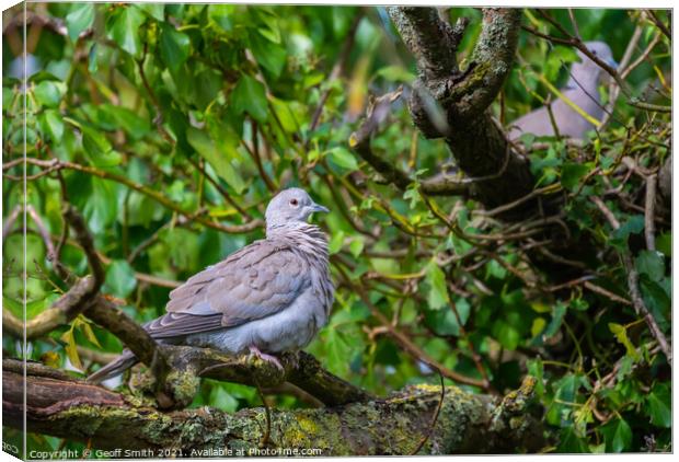 Collared Dove in Autumn Canvas Print by Geoff Smith
