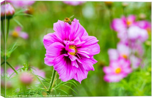 Honey Bee on Pink Cosmos Flower Canvas Print by Geoff Smith