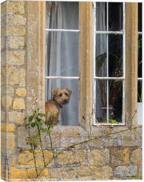 Little doggy in the Window Canvas Print by Allan Bell