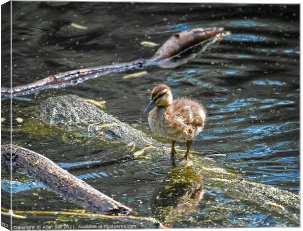 Mallard Duckling Canvas Print by Allan Bell
