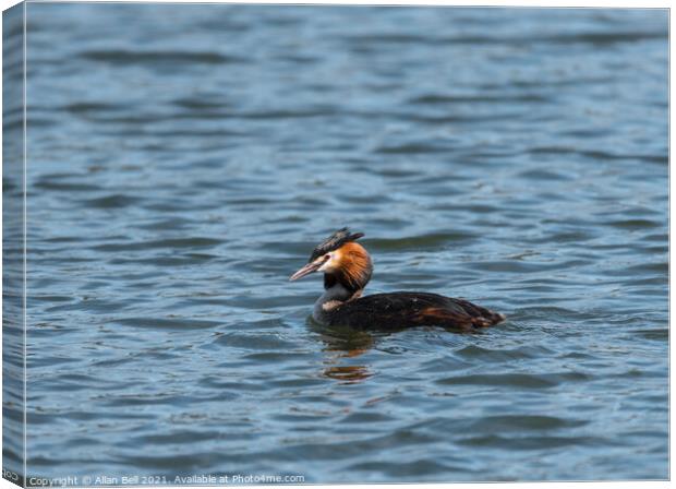 Great Crested Grebe Canvas Print by Allan Bell