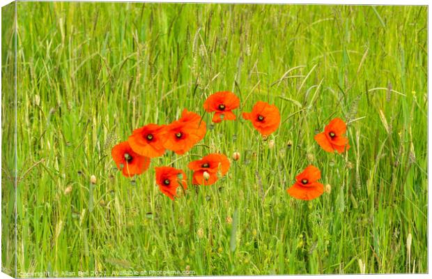 Poppies growing wild in grass meadow Canvas Print by Allan Bell