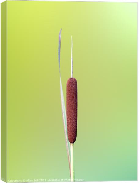 Bullrush Canvas Print by Allan Bell