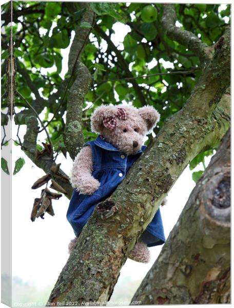 Lady Bear in a tree Canvas Print by Allan Bell