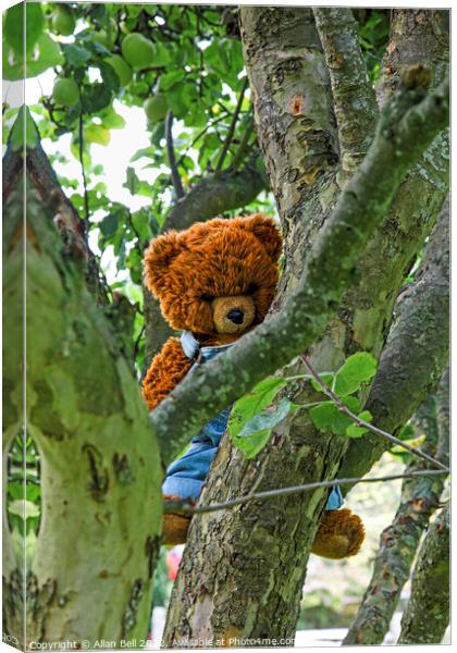 A teddy bear hanging on a tree branch Canvas Print by Allan Bell