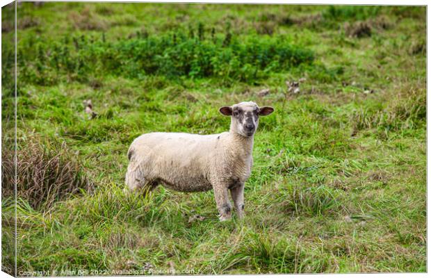 Young sheep Canvas Print by Allan Bell