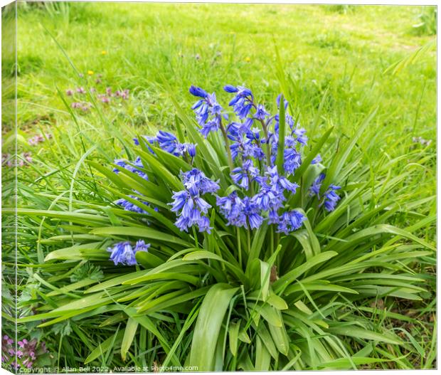 Bluebells in sea of green Canvas Print by Allan Bell