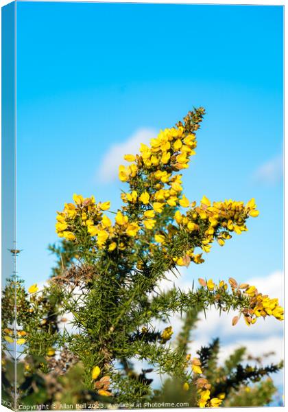 Yellow Gorse bush in flower Canvas Print by Allan Bell