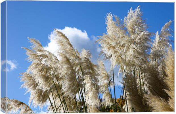 Majestic Pampas Grass in Bloom Canvas Print by Allan Bell