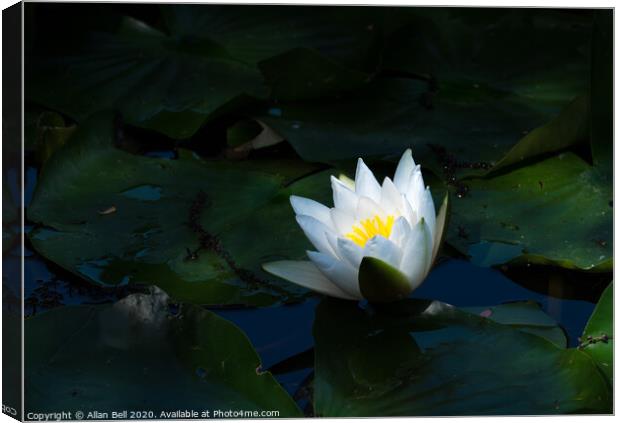 White Waterlily glowing in dark Canvas Print by Allan Bell