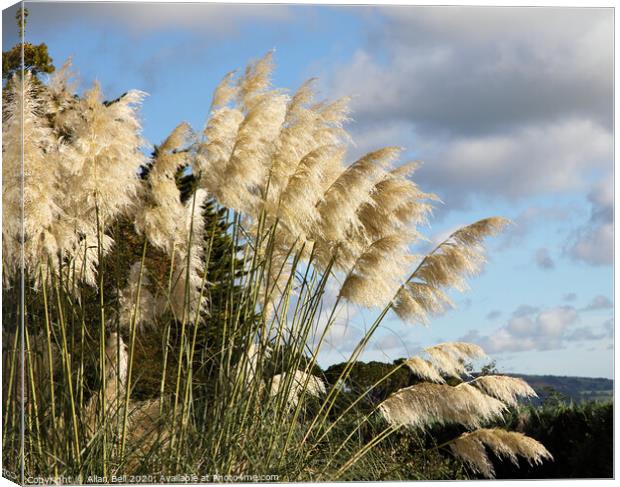 Pampas Grass in Flower Canvas Print by Allan Bell