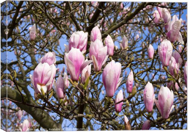 Magnolia Tree in Bud Canvas Print by Allan Bell