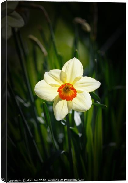 Daffodil Geranium Narcissus Flower Canvas Print by Allan Bell