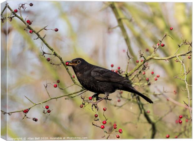 Female Blackbird eating berries Canvas Print by Allan Bell