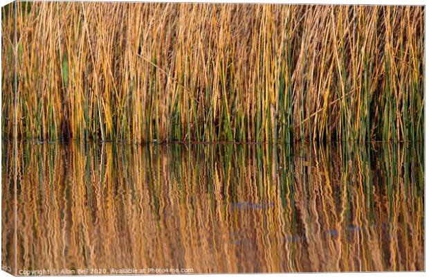 Reeds Reflected in Lake Canvas Print by Allan Bell