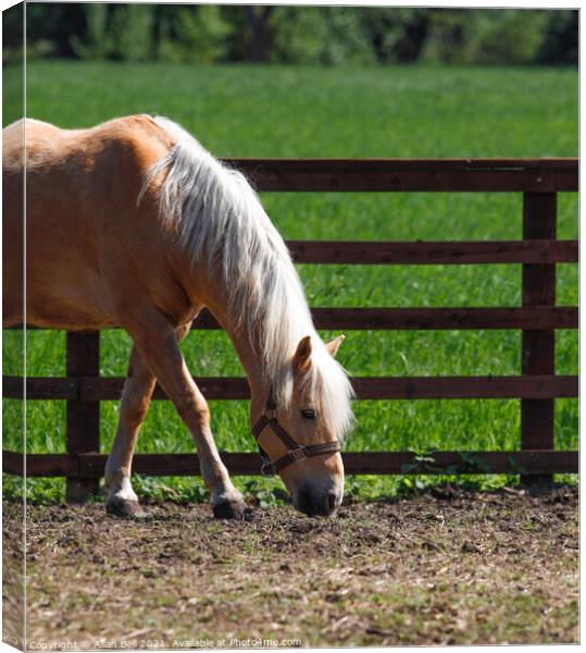 Palomino Horse in Paddock Canvas Print by Allan Bell