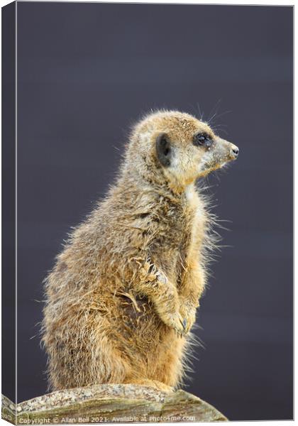 Meerkat on lookout duty Canvas Print by Allan Bell