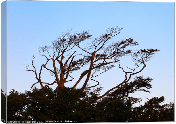 Wind Blown Tree Canvas Print by Allan Bell