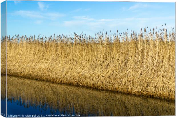 Reeds by Drainage Dyke Canvas Print by Allan Bell