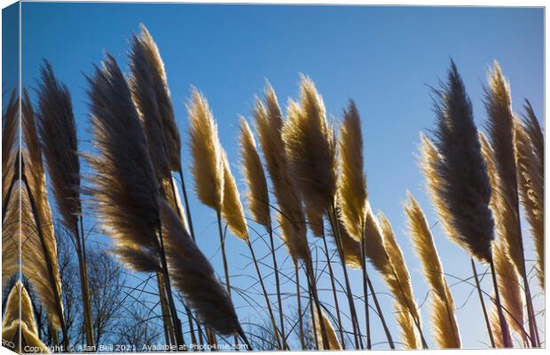 Pampas Grass in Side Lighting Canvas Print by Allan Bell
