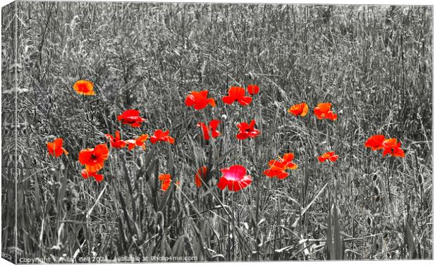 Red Poppies on Black and White Canvas Print by Allan Bell