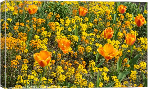 Orange Tulips and Yellow Flower Display Canvas Print by Allan Bell