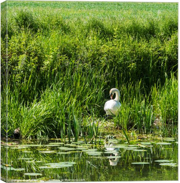 Mute Swan on Nest  Canvas Print by Allan Bell